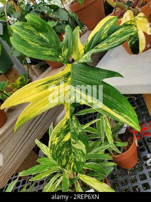 Wunderschönes Blatt des Philodendron Florida Beauty Variegated, eine seltene und beliebte tropische Pflanze Stockfoto