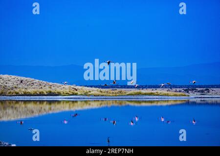Der Lago Magadi ist der südlichste See im Kenia Rift Valley und liegt in einem Einzugsgebiet von vulkanischen Gesteinen nördlich von Tan Stockfoto