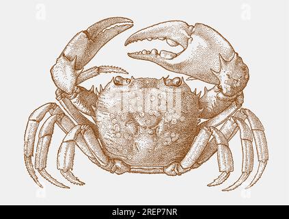Platythelphusa armata männlich, Süßwasserkrebse endemisch auf dem tanganyika-See in einer positiven Sicht Stock Vektor