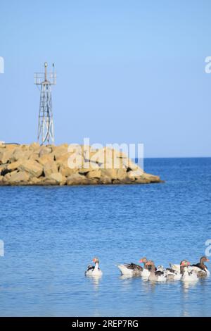 Gänseherde im Meer Stockfoto