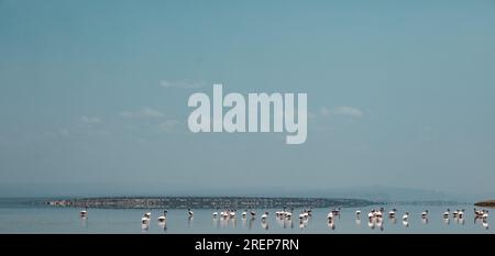 Lake Magadi Reiseabenteuer - Flamingos Home Stockfoto