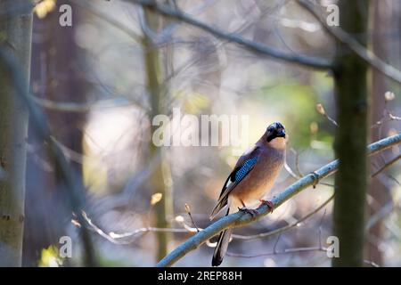 Erleben Sie den königlichen Charme eines eurasischen Jay, während er einen Ast im ruhigen Wald schmückt, sein lebhaftes Gefieder und sein scharfer Blick faszinieren das Hotel Stockfoto