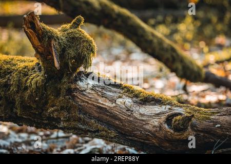 Ein moosbedeckter gefallener Zweig im Wald, der den Zauber der Dämmerung einfängt, sonnt sich in der warmen Umarmung des goldenen Sonnenlichts vor Sonnenuntergang Stockfoto