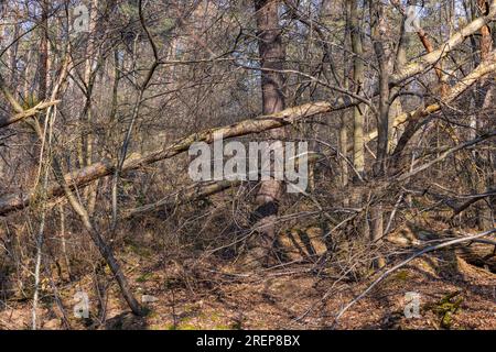 Chaos im Wald aufgrund von Stürmen und fallenden und entwurzelten Bäumen infolge von Stürmen, Dürre und Klimakrise Stockfoto