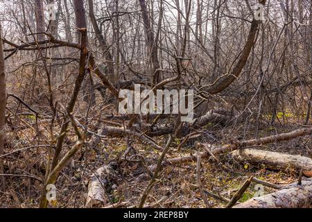 Hohe Schäden an Bäumen im deutschen Wald durch Sturm, Hitze, Dürre und Klimawandel Stockfoto