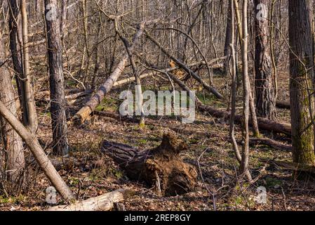 Tote und gefallene Bäume im Waldtod im Winter mit Fokusklammern komplett scharfkantig, deutscher Klimawandel Stockfoto