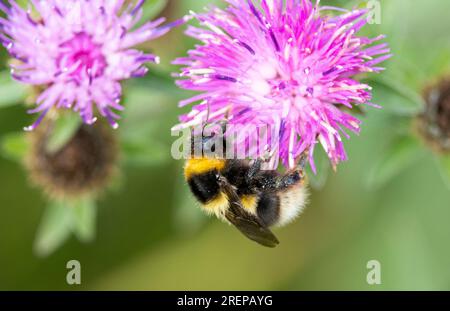 Der Weißschwanz ist eine der häufigsten Bumble-Bienen, die im Vereinigten Königreich zu finden sind, und eine der frühesten Bienen, die im Frühjahr auftauchen. Stockfoto