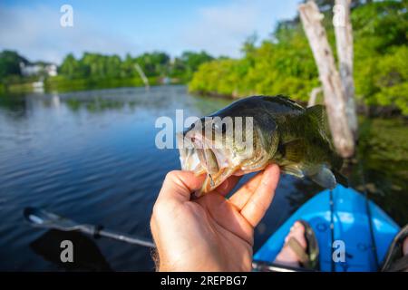 Mit perfektem Largemouth Barsch, Küstenfischen, Fischen Stockfoto