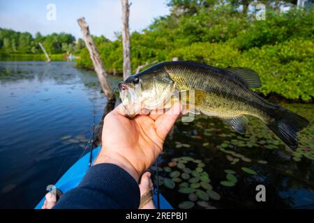 Mit perfektem Largemouth Barsch, Küstenfischen, Fischen Stockfoto