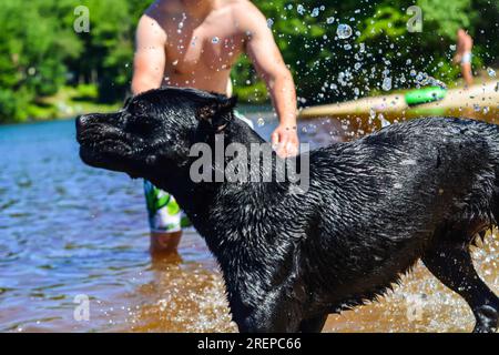 Sommerhunde, die Spaß am Wasser haben Stockfoto