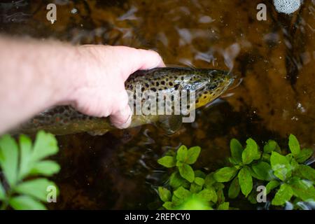 Forelle in der Hand gehalten schöner Fang Süßwasserfischen, Kopie Space Bild Stockfoto