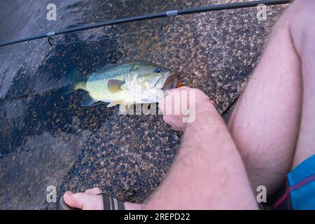 Mit perfektem Largemouth Barsch, Küstenfischen, Fischen Stockfoto