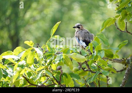 Ein europäischer jay, der auf einem Walnussbaum mit natürlichem Hintergrund sitzt Stockfoto