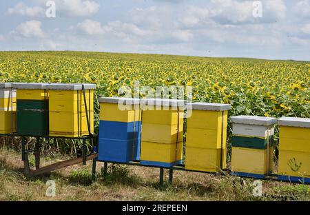 Nesselsucht im Sonnenblumenfeld während des sonnigen Sommertags Stockfoto