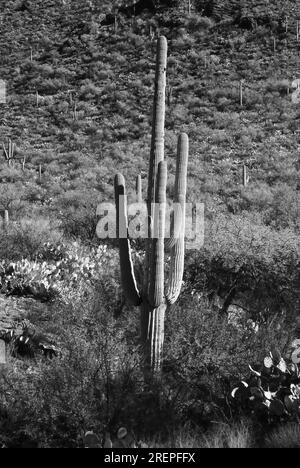 Die Sonora-Wüste im Infrarotbereich von Zentral-Arizona, USA, mit saguaro und Cholla-Kakteen Stockfoto