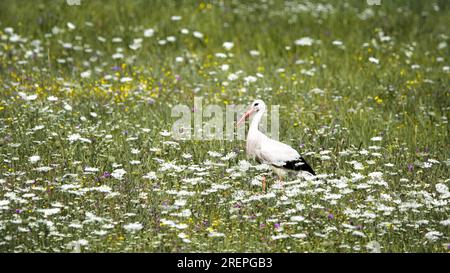 Ein Storch ( Ciconiidae ) auf einer Wiese voller Wildblumen Stockfoto