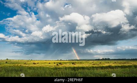 Ein Regenbogen erscheint über den Norfolk Broads in der Nähe des Flusses Bure, nachdem die Dusche vorbei ist. Stockfoto