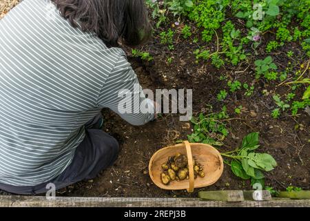 Eine Frau, die Charlotte-Kartoffeln in ihrem Gemüsegarten ausgräbt. Stockfoto