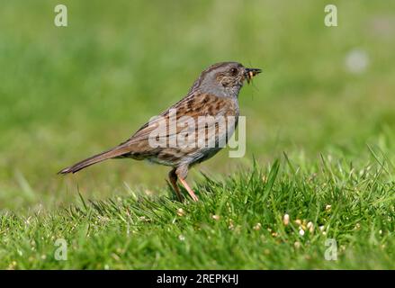 Dunnock (Prunella modularis), Erwachsener auf dem Boden, mit Schnabel voller Insekten, Eccles-on-Sea, Norfolk, Großbritannien. Mai Stockfoto