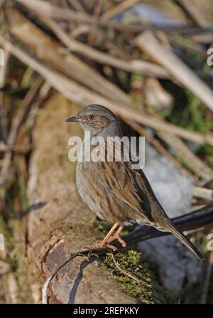 Dunnock (Prunella modularis), Erwachsener, der im Schneeschild-Eccles-on-Sea, Norfolk, Großbritannien, steht. Februar Stockfoto