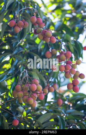 Lychee ist ein monotypes Taxon und das einzige Mitglied der Gattung Litchi der Seifenbeerfamilie, Sapindaceae. Stockfoto