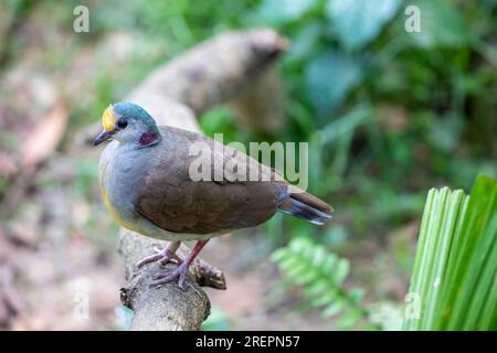 Eine Sulawesi Bodentaube (Gallicolumba tristigmata) ist eine mittelgroße, ca. 35 cm lange, olivbraune Bodentaube mit goldener Stirn Stockfoto