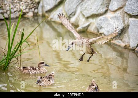 Die Marmorblaugrün (Marmaronetta angustirostris) fliegt. Es handelt sich um eine mittelgroße Entenart aus Südeuropa, Nordafrika. Stockfoto