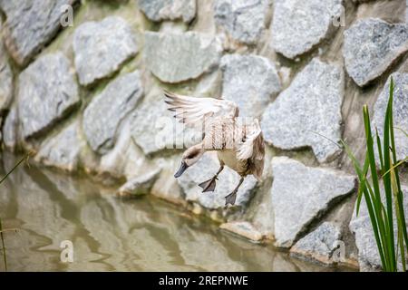 Die Marmorblaugrün (Marmaronetta angustirostris) fliegt. Es handelt sich um eine mittelgroße Entenart aus Südeuropa, Nordafrika. Stockfoto