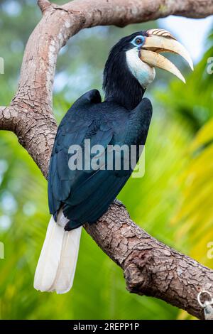 The female Blyth's hornbill (Rhyticeros plicatus) is a large hornbill inhabiting the forest canopy in Wallacea and Melanesia. Stock Photo