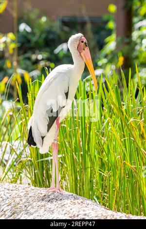 Das Nahaufnahme-Bild von Milchstorch(Mycteria cinerea) EINE mittelgrosse, fast vollständig weiß gefiederte Storchart, die vorwiegend in Küstenmangroven zu finden ist Stockfoto