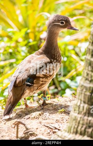 Die weibliche Mandarinente (Aix galericulata) Es ist eine in der östlichen Palearktis heimische Entenart. Es ist sexuell dimorphisch; Stockfoto