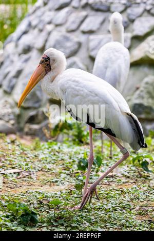 Das Nahaufnahme-Bild von Milchstorch(Mycteria cinerea) EINE mittelgrosse, fast vollständig weiß gefiederte Storchart, die vorwiegend in Küstenmangroven zu finden ist Stockfoto