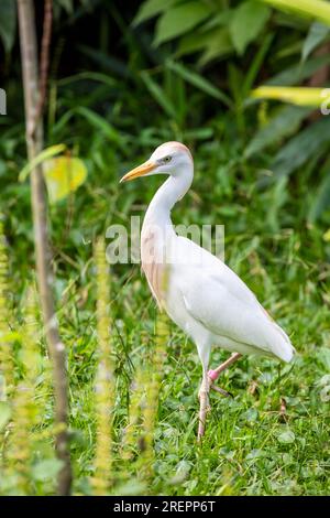 Der Kuhreiher (Bubulcus ibis) steht im Koi-Teich. Es handelt sich um eine kosmopolitische Reiherart, die in den Tropen, Subtropen und warm-gemäßigten Regionen gefunden wird Stockfoto