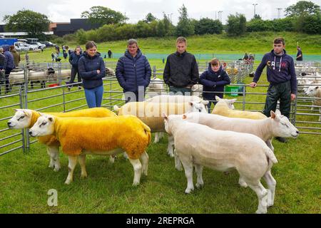 East Kilbride, Großbritannien. 29. Juli 2023. Mehrere tausend Besucher nahmen an der jährlichen Farm Show in East Kilbride in der Nähe von Glasgow, Schottland, Großbritannien, Teil. Die Show umfasste die Bewertung von Viehbeständen, Oldtimer-Landmaschinen, Schafscheren-Demonstrationen und Clydesdale-Pferderennen. Kredit: Findlay/Alamy Live News Stockfoto