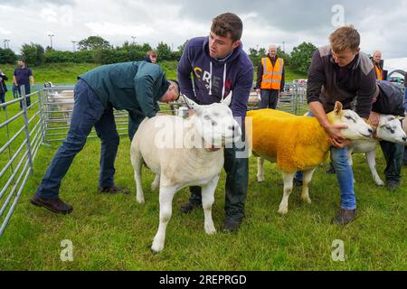 East Kilbride, Großbritannien. 29. Juli 2023. Mehrere tausend Besucher nahmen an der jährlichen Farm Show in East Kilbride in der Nähe von Glasgow, Schottland, Großbritannien, Teil. Die Show umfasste die Bewertung von Viehbeständen, Oldtimer-Landmaschinen, Schafscheren-Demonstrationen und Clydesdale-Pferderennen. Kredit: Findlay/Alamy Live News Stockfoto