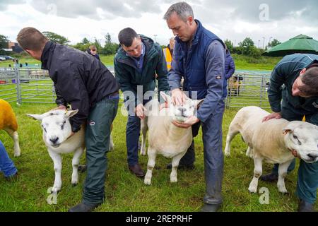 East Kilbride, Großbritannien. 29. Juli 2023. Mehrere tausend Besucher nahmen an der jährlichen Farm Show in East Kilbride in der Nähe von Glasgow, Schottland, Großbritannien, Teil. Die Show umfasste die Bewertung von Viehbeständen, Oldtimer-Landmaschinen, Schafscheren-Demonstrationen und Clydesdale-Pferderennen. Kredit: Findlay/Alamy Live News Stockfoto