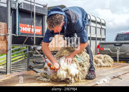 East Kilbride, Großbritannien. 29. Juli 2023. Mehrere tausend Besucher nahmen an der jährlichen Farm Show in East Kilbride in der Nähe von Glasgow, Schottland, Großbritannien, Teil. Die Show umfasste die Bewertung von Viehbeständen, Oldtimer-Landmaschinen, Schafscheren-Demonstrationen und Clydesdale-Pferderennen. Callum Wilson aus Cumnock, einer bekannten Fernsehpersönlichkeit, zeigt, wie man Schafe schert. Kredit: Findlay/Alamy Live News Stockfoto