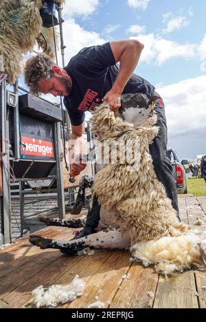 East Kilbride, Großbritannien. 29. Juli 2023. Mehrere tausend Besucher nahmen an der jährlichen Farm Show in East Kilbride in der Nähe von Glasgow, Schottland, Großbritannien, Teil. Die Show umfasste die Bewertung von Viehbeständen, Oldtimer-Landmaschinen, Schafscheren-Demonstrationen und Clydesdale-Pferderennen. Callum Wilson aus Cumnock, einer bekannten Fernsehpersönlichkeit, zeigt, wie man Schafe schert. Kredit: Findlay/Alamy Live News Stockfoto