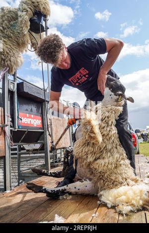 East Kilbride, Großbritannien. 29. Juli 2023. Mehrere tausend Besucher nahmen an der jährlichen Farm Show in East Kilbride in der Nähe von Glasgow, Schottland, Großbritannien, Teil. Die Show umfasste die Bewertung von Viehbeständen, Oldtimer-Landmaschinen, Schafscheren-Demonstrationen und Clydesdale-Pferderennen. Callum Wilson aus Cumnock, einer bekannten Fernsehpersönlichkeit, zeigt, wie man Schafe schert. Kredit: Findlay/Alamy Live News Stockfoto