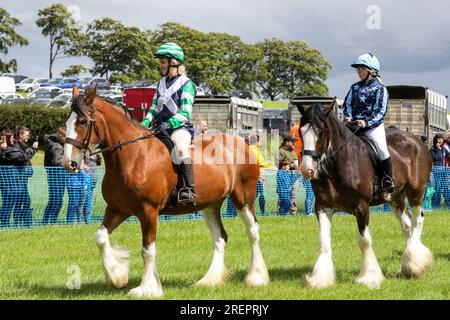 East Kilbride, Großbritannien. 29. Juli 2023. Mehrere tausend Besucher nahmen an der jährlichen Farm Show in East Kilbride in der Nähe von Glasgow, Schottland, Großbritannien, Teil. Die Show umfasste die Bewertung von Viehbeständen, Oldtimer-Landmaschinen, Schafscheren-Demonstrationen und Clydesdale-Pferderennen. Kredit: Findlay/Alamy Live News Stockfoto