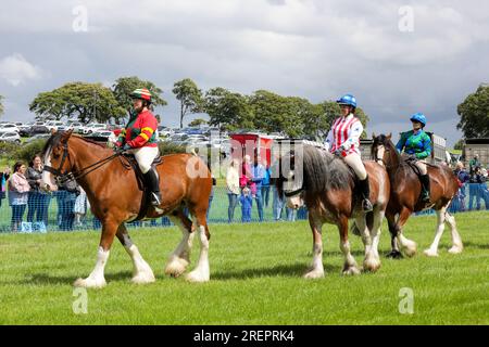 East Kilbride, Großbritannien. 29. Juli 2023. Mehrere tausend Besucher nahmen an der jährlichen Farm Show in East Kilbride in der Nähe von Glasgow, Schottland, Großbritannien, Teil. Die Show umfasste die Bewertung von Viehbeständen, Oldtimer-Landmaschinen, Schafscheren-Demonstrationen und Clydesdale-Pferderennen. Kredit: Findlay/Alamy Live News Stockfoto