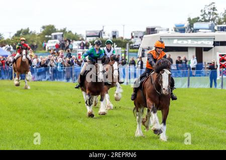 East Kilbride, Großbritannien. 29. Juli 2023. Mehrere tausend Besucher nahmen an der jährlichen Farm Show in East Kilbride in der Nähe von Glasgow, Schottland, Großbritannien, Teil. Die Show umfasste die Bewertung von Viehbeständen, Oldtimer-Landmaschinen, Schafscheren-Demonstrationen und Clydesdale-Pferderennen. BAILEY BUCKLAND aus Kilmarnock, Ayrshire, reitet Apollo, ein 9 Jahre alter Clydesdale, der die Ziellinie überquert und das Rennen gewonnen hat Credit: Findlay/Alamy Live News Stockfoto