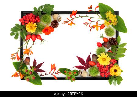 Herbstdesign an Thanksgiving im Herbst mit Blumen, Beerenobst und Nüssen mit schwarzem Rahmen auf Weiß. Festliches florales Naturkonzept. Stockfoto