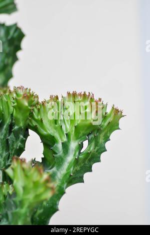 Euphorbia oder Euphorbia mayurnathanii variegated, Euphorbia lactea oder Sukkulente Pflanze Stockfoto