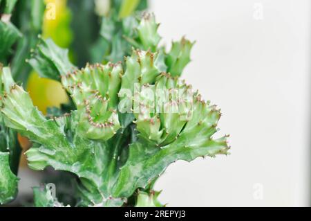 Euphorbia oder Euphorbia mayurnathanii variegated, Euphorbia lactea oder Sukkulente Pflanze Stockfoto