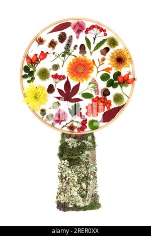 Surreales Herbstdesign an Thanksgiving Day auf weißem Hintergrund. Abstrakte Zusammensetzung mit Blättern, Blüten, Nüssen, Beerenfrüchten. Stockfoto