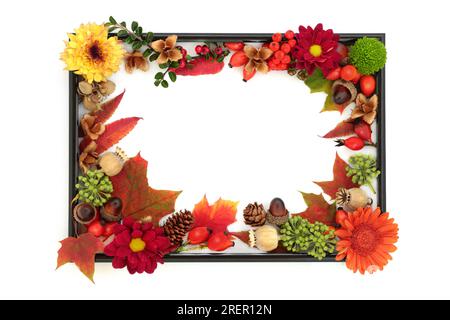 Herbstflora und -Fauna an Thanksgiving mit Blättern, Blumen, Nüssen, Beerenobst auf Weiß mit schwarzem Rahmen. Stockfoto