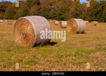 In der späten Nachmittagssonne im Südwesten Missouris werden Heuballen mit Herbstfarben im Hintergrund rund. Stockfoto