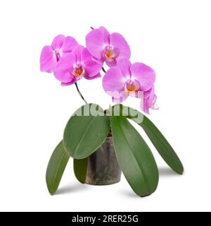 Wunderschöne tropische lila Phalaenopsis, Orchideenblüte mit grünen Blättern im Topf isoliert auf weißem Hintergrund. Blumen-, Garten-, Hobby-, Haus- und Pflanzenpflege. Stockfoto