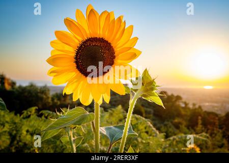 Sonnenblume - Eine helle und fröhliche Sonnenblume bei Sonnenuntergang in den toskanischen Bergen an einem Sommerabend Stockfoto